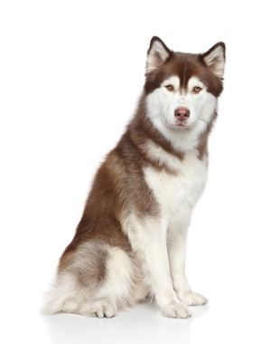 cute husky backgrounds 0098