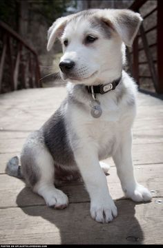 cute husky backgrounds 0099