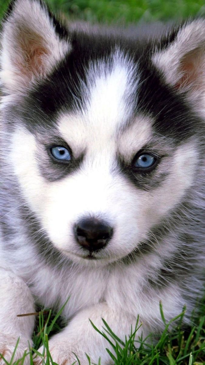 cute husky wallpapers for kids