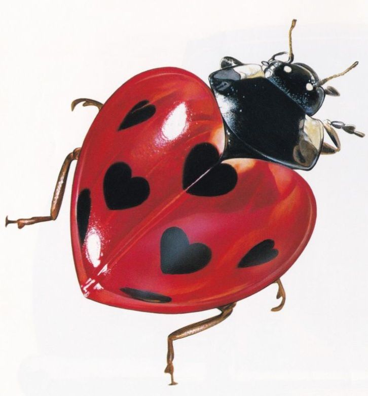 cute ladybug backgrounds 0029