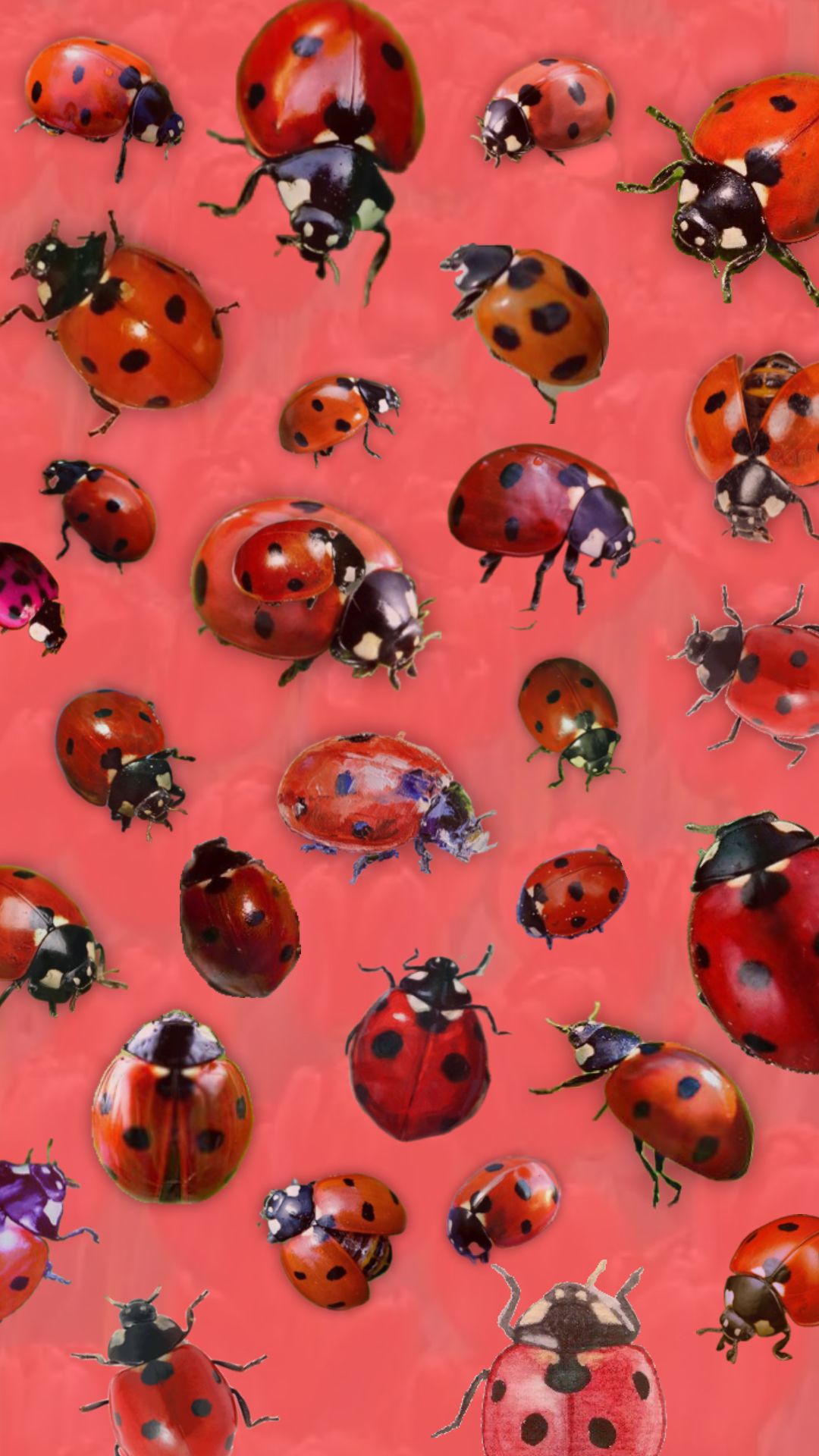 cute ladybug backgrounds 0040