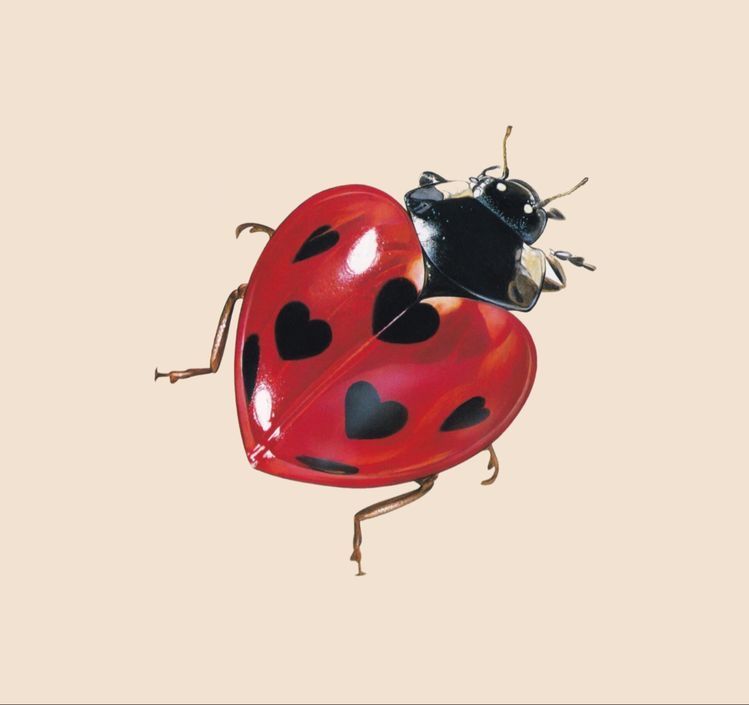 cute ladybug backgrounds 0046