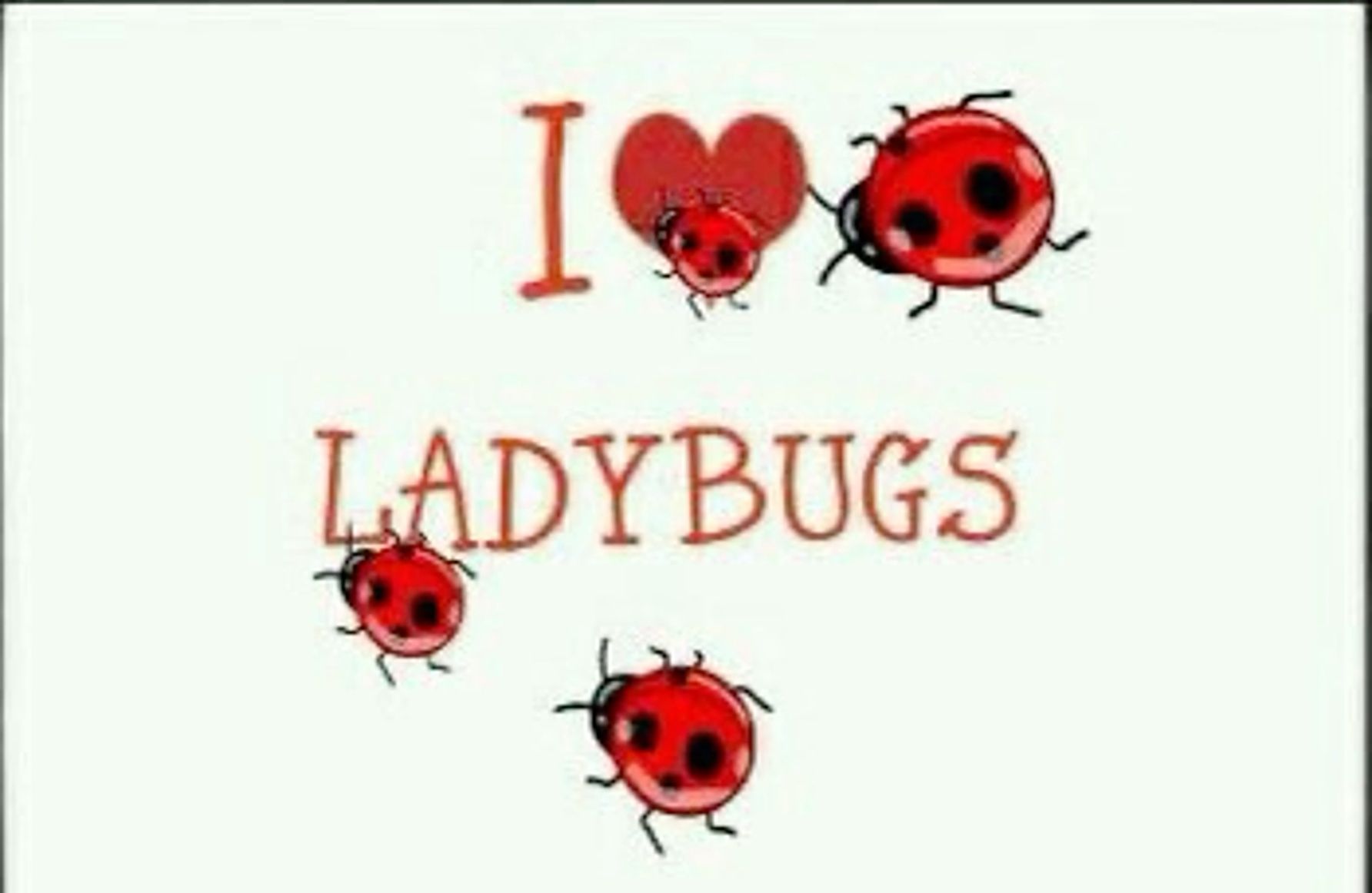 cute ladybug backgrounds 0071