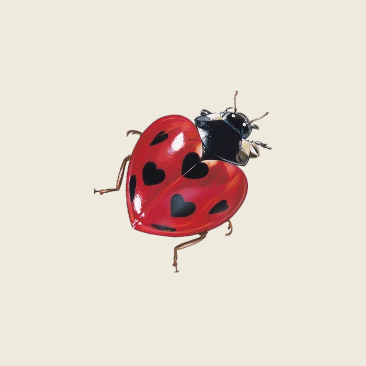 cute ladybug backgrounds 0087