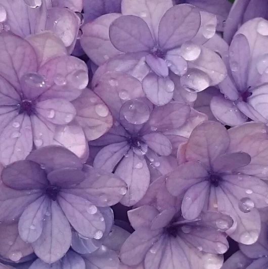 cute lavender backgrounds 0075