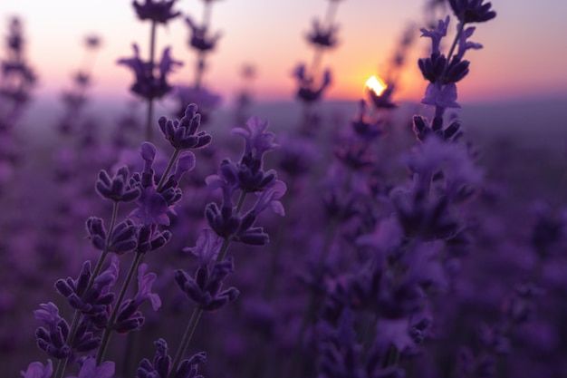 cute lavender backgrounds 0076