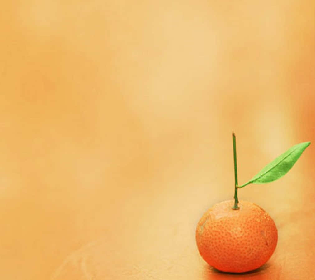 cute orange backgrounds 0057