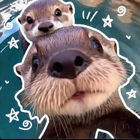 cute otter backgrounds 0019