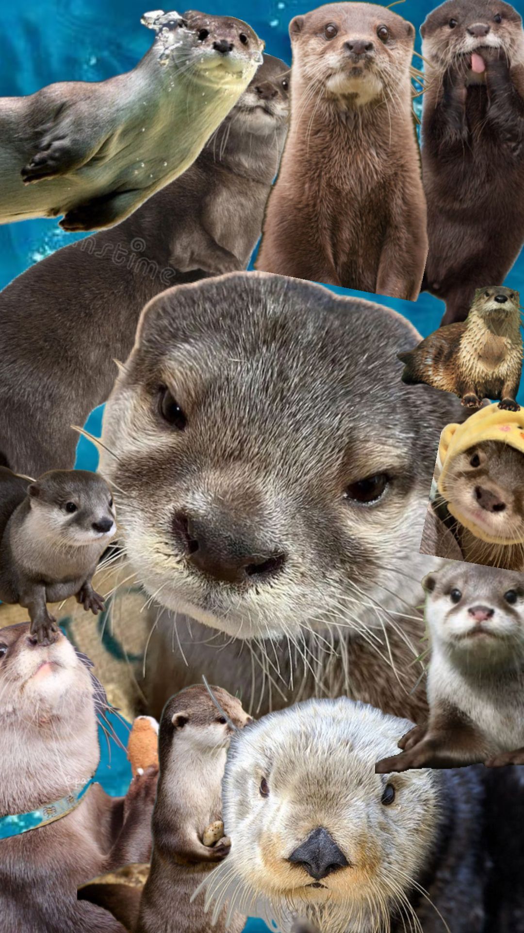 cute otter backgrounds 0042