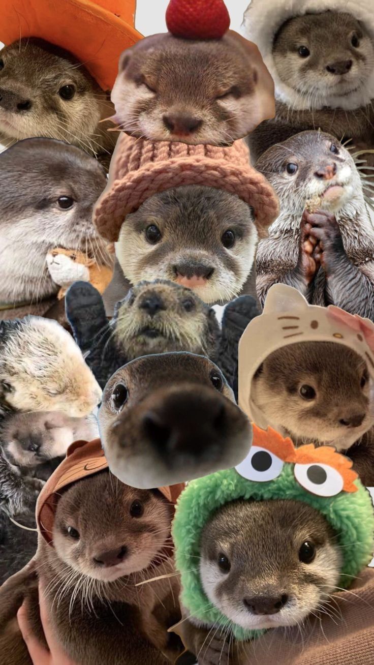 cute otter backgrounds 0046