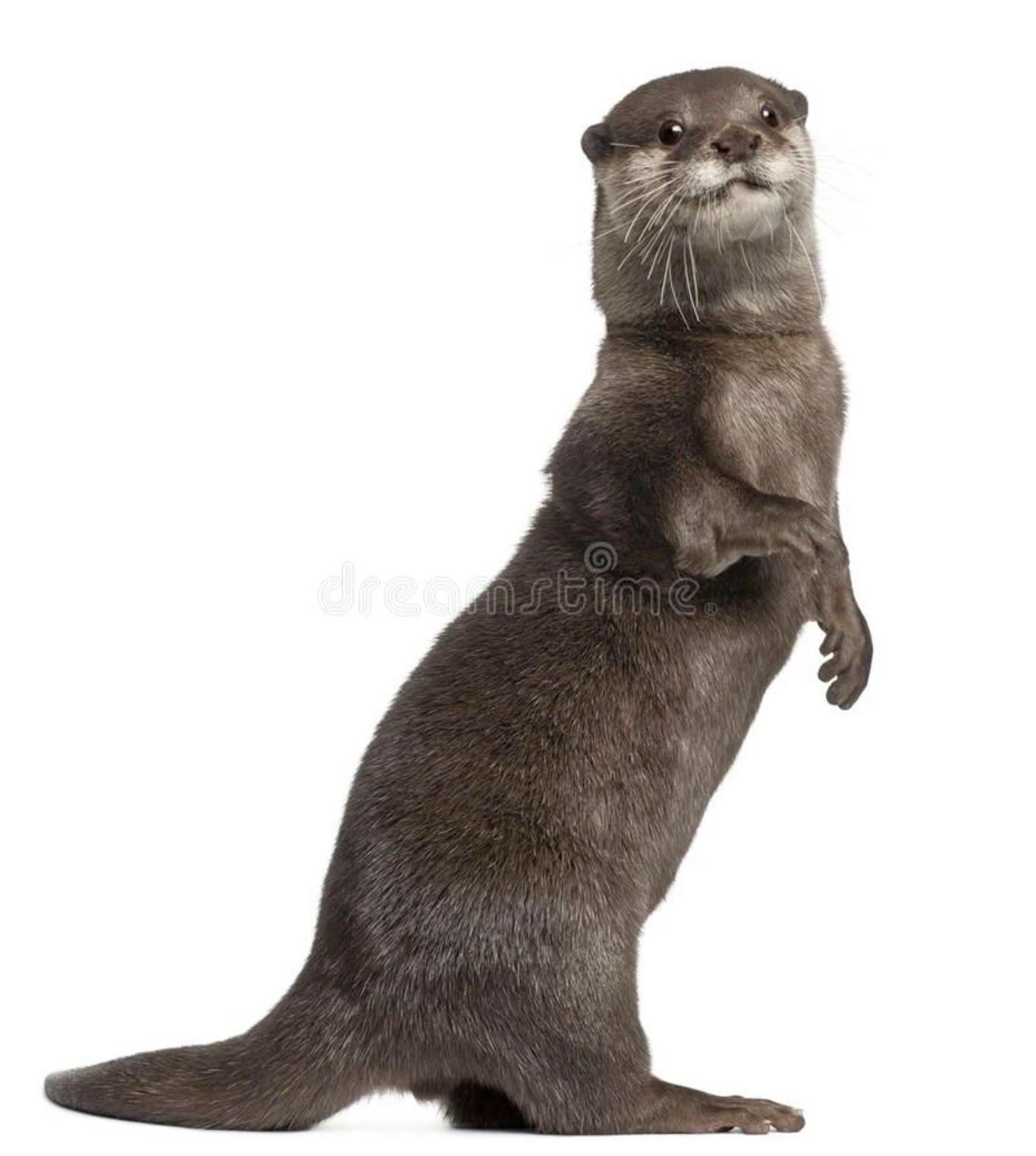 cute otter backgrounds 0047