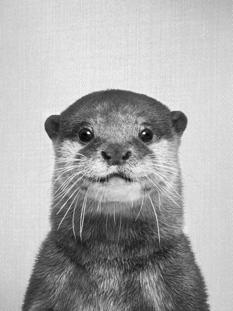 cute otter backgrounds 0065