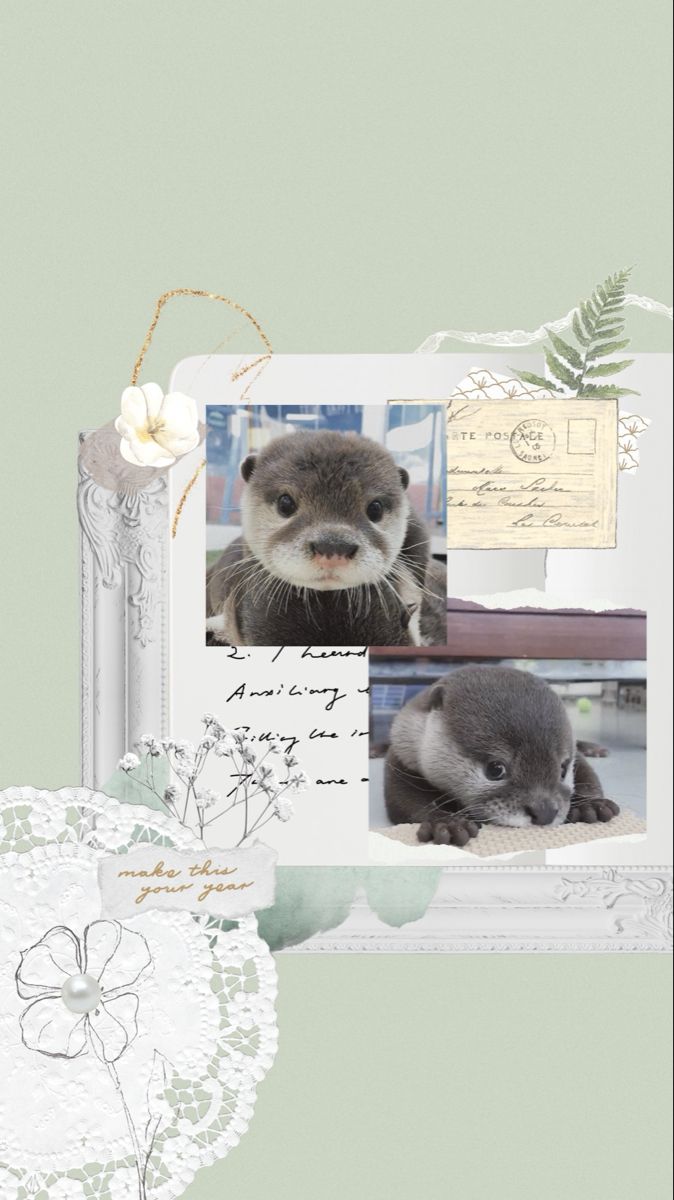 cute otter backgrounds 0090