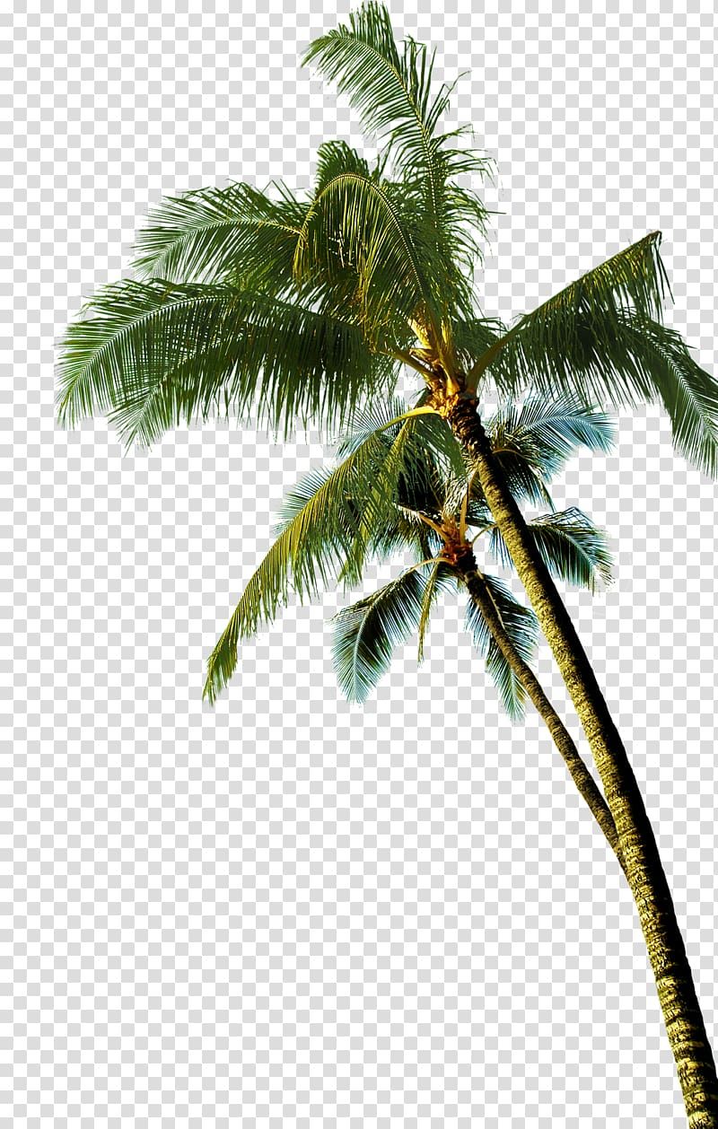 cute palm tree backgrounds 0012