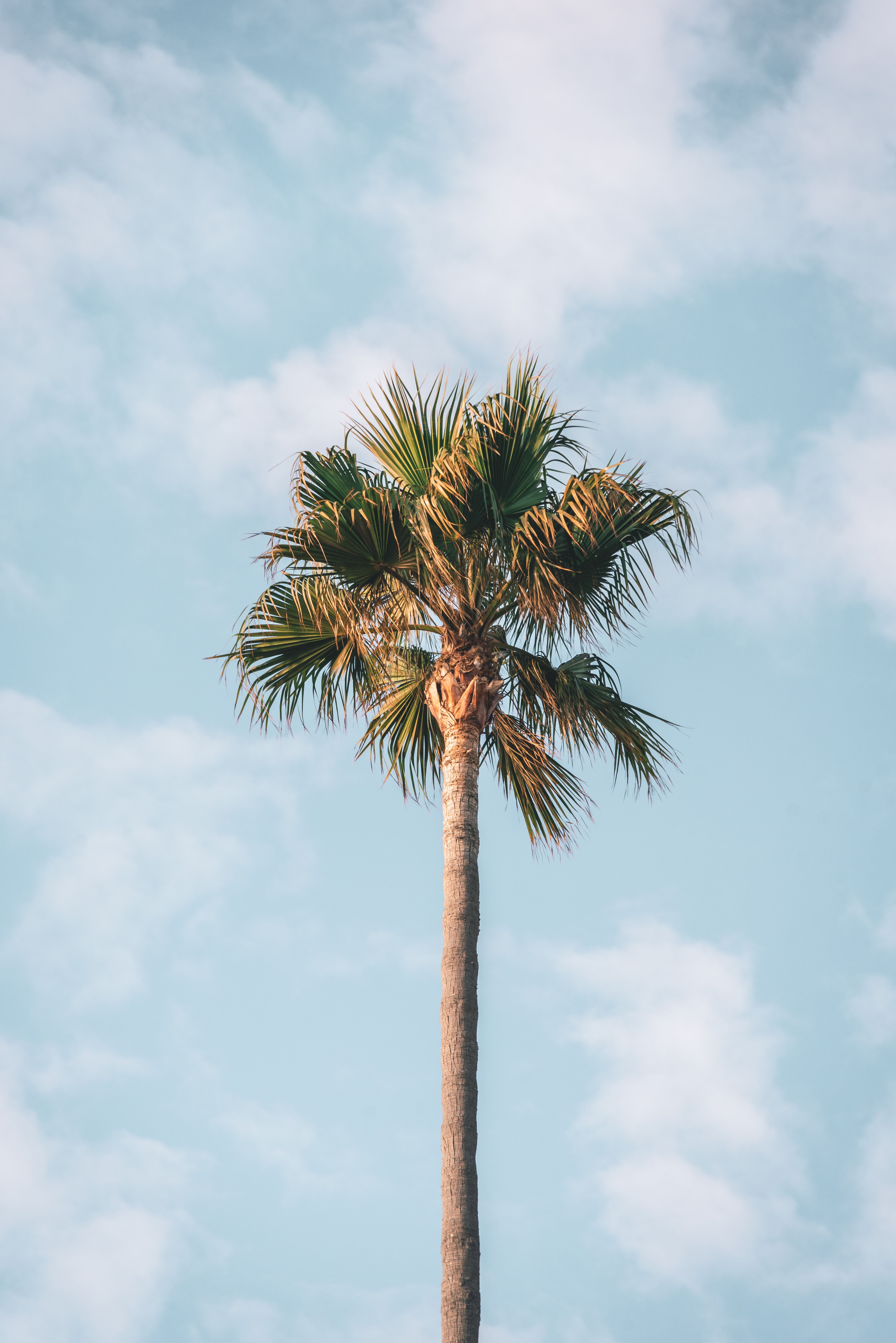 cute palm tree backgrounds 0035