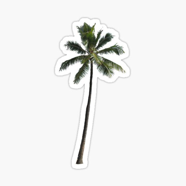 cute palm tree backgrounds 0065