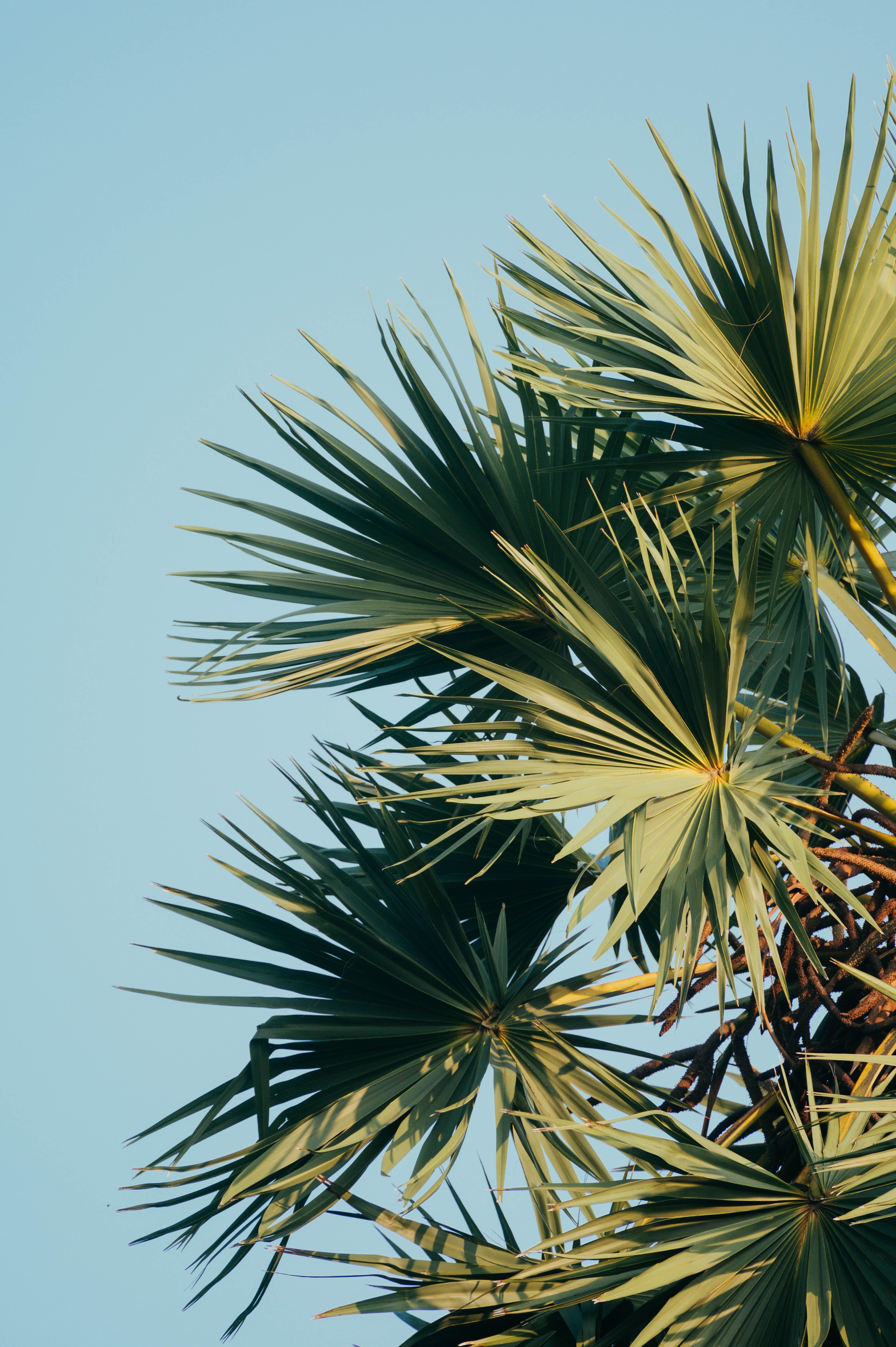 cute palm tree backgrounds 0077