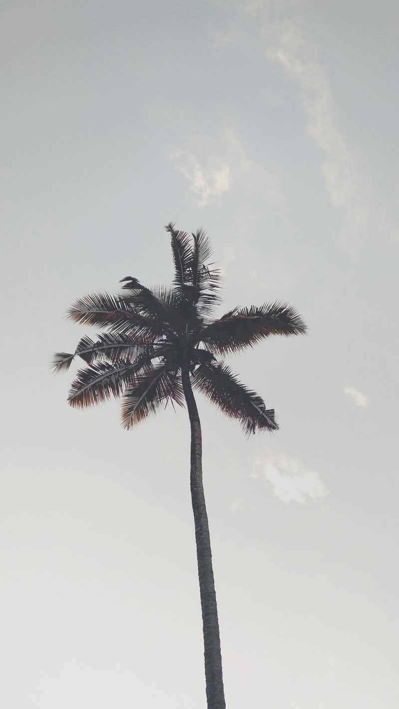 cute palm tree backgrounds 0080