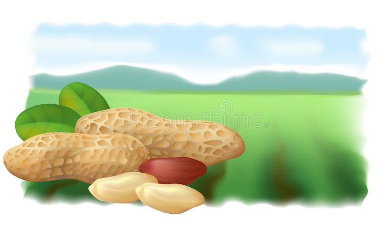 cute peanut background 0036