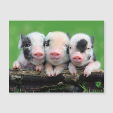 cute pig backgrounds 0023