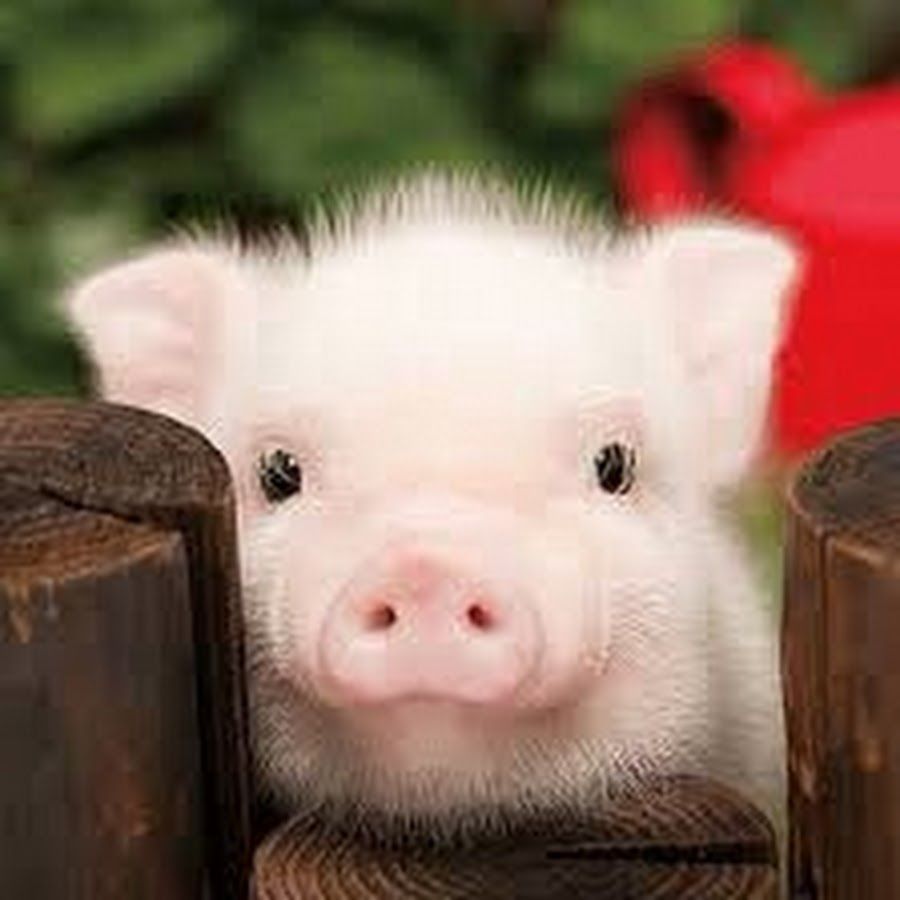 cute pig backgrounds 0088