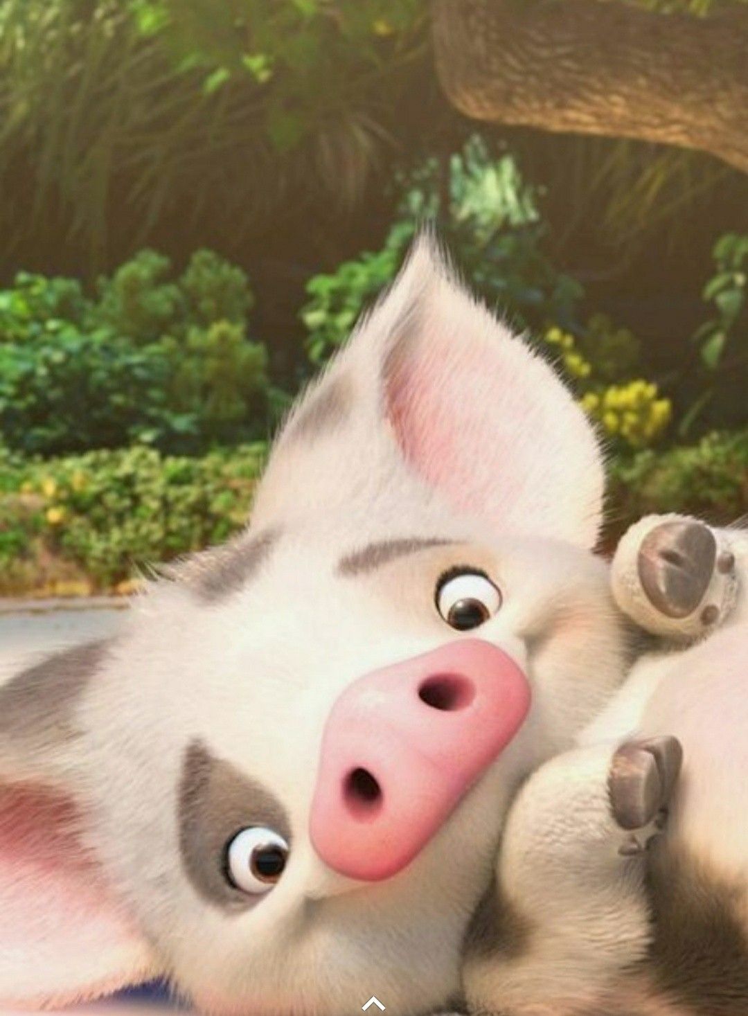 cute pig backgrounds 0089