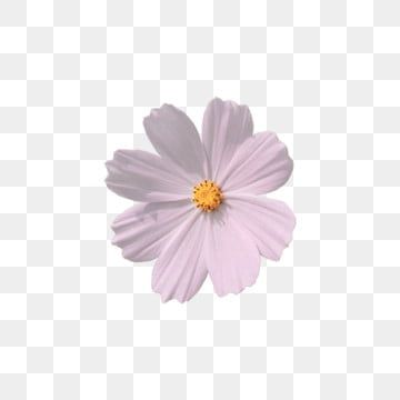 cute pink daisy background 0046