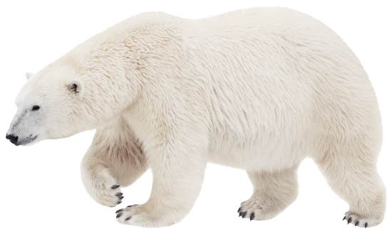 cute Polar Bear backgrounds 0063