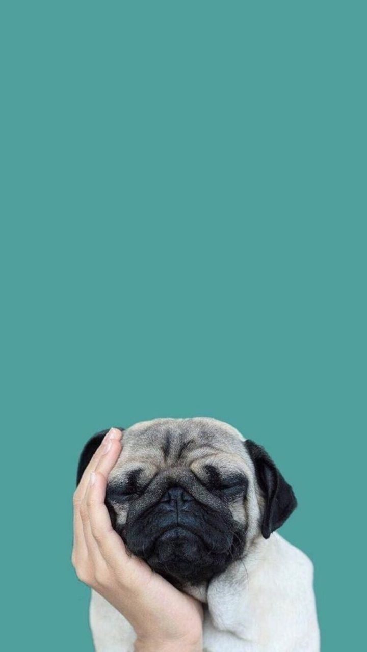 cute pug backgrounds 0017