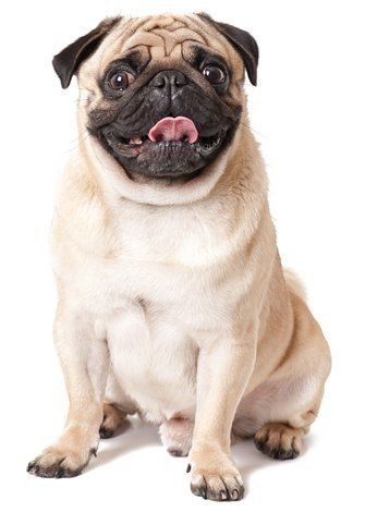 cute pug backgrounds 0024