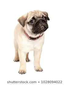 cute pug backgrounds 0031