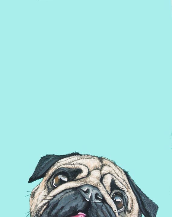 cute pug backgrounds 0035