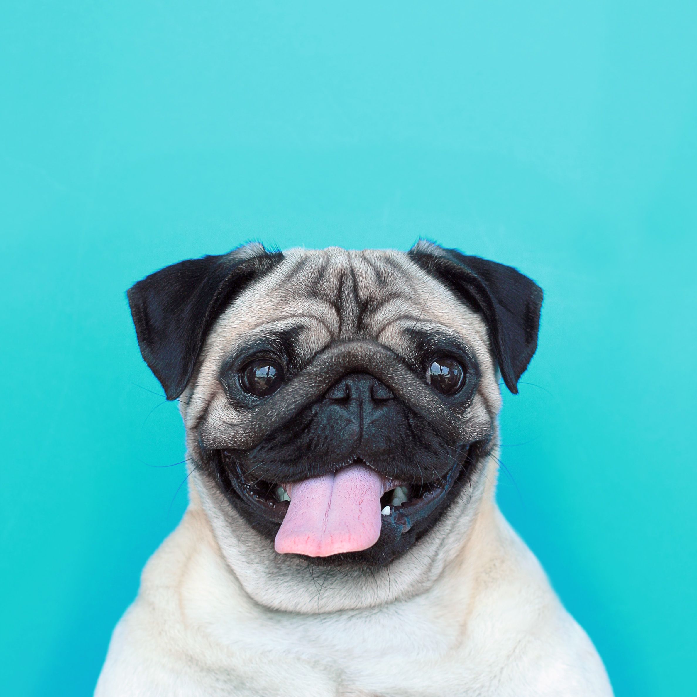 cute pug backgrounds 0036