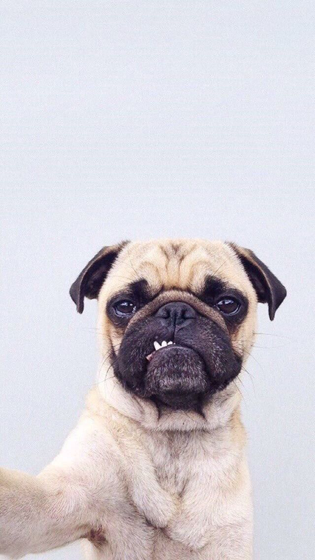 cute pug backgrounds 0040