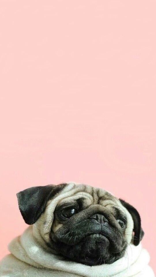 cute pug backgrounds 0055