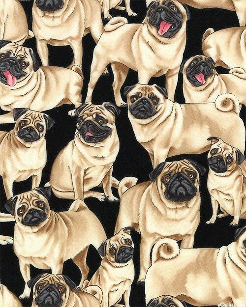 cute pug backgrounds 0071