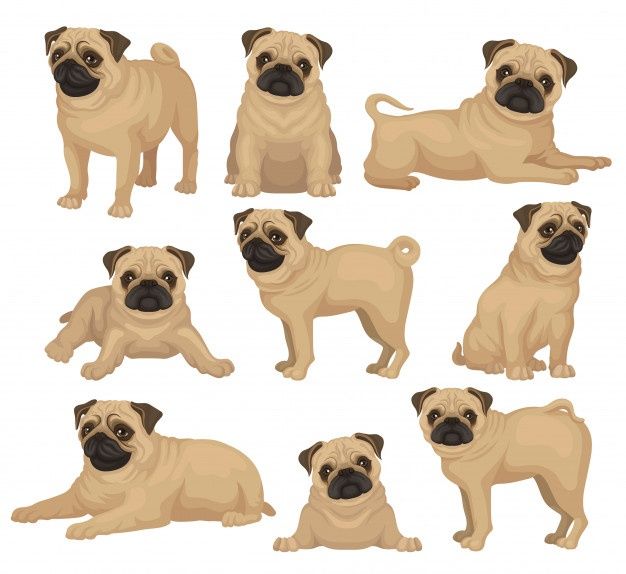 cute pug backgrounds 0073