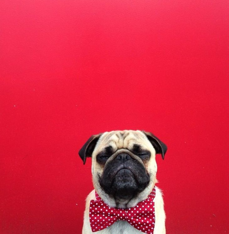 cute pug backgrounds 0083