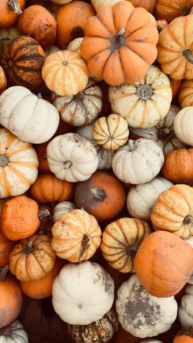 cute pumpkin backgrounds 0028