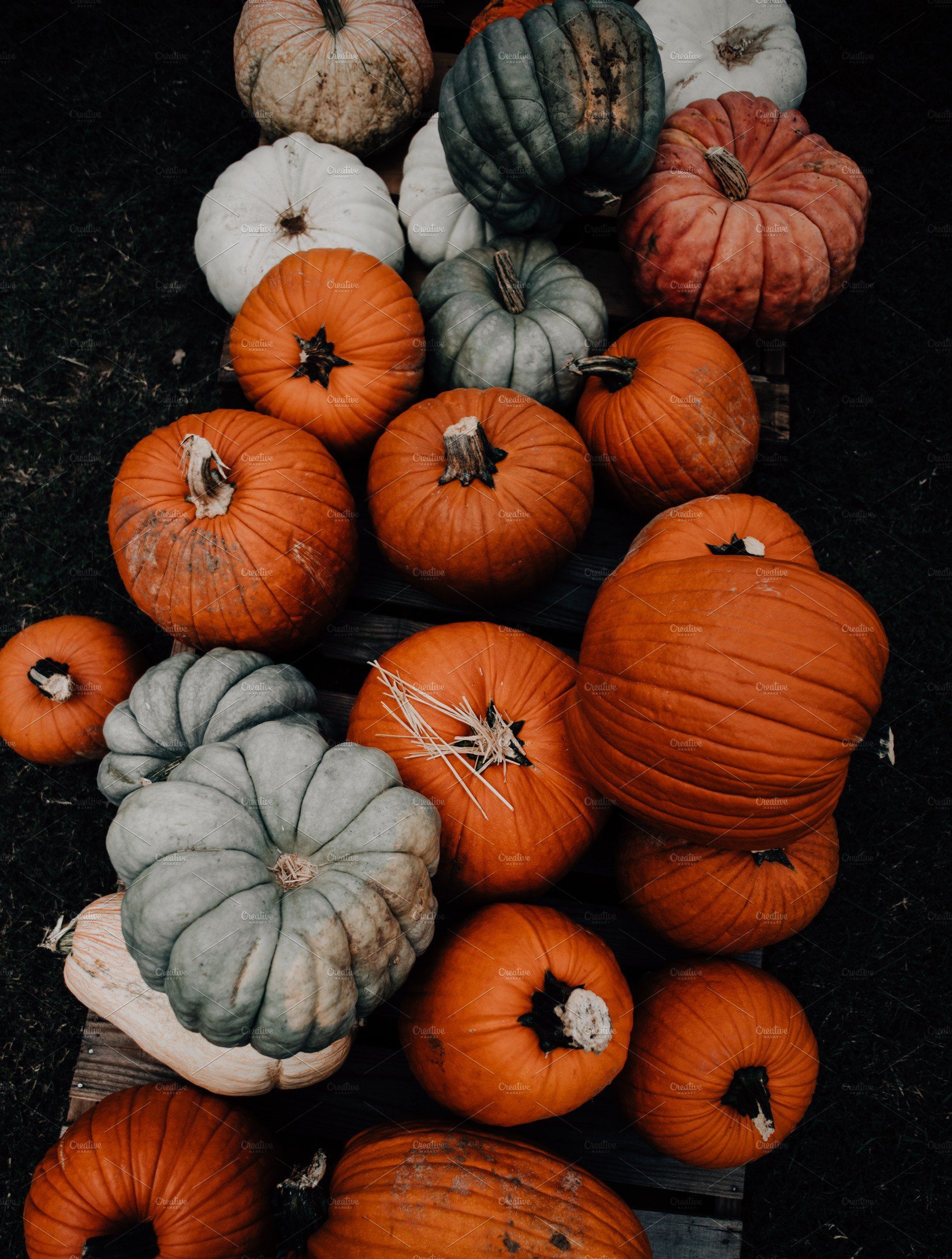 cute pumpkin backgrounds 0030