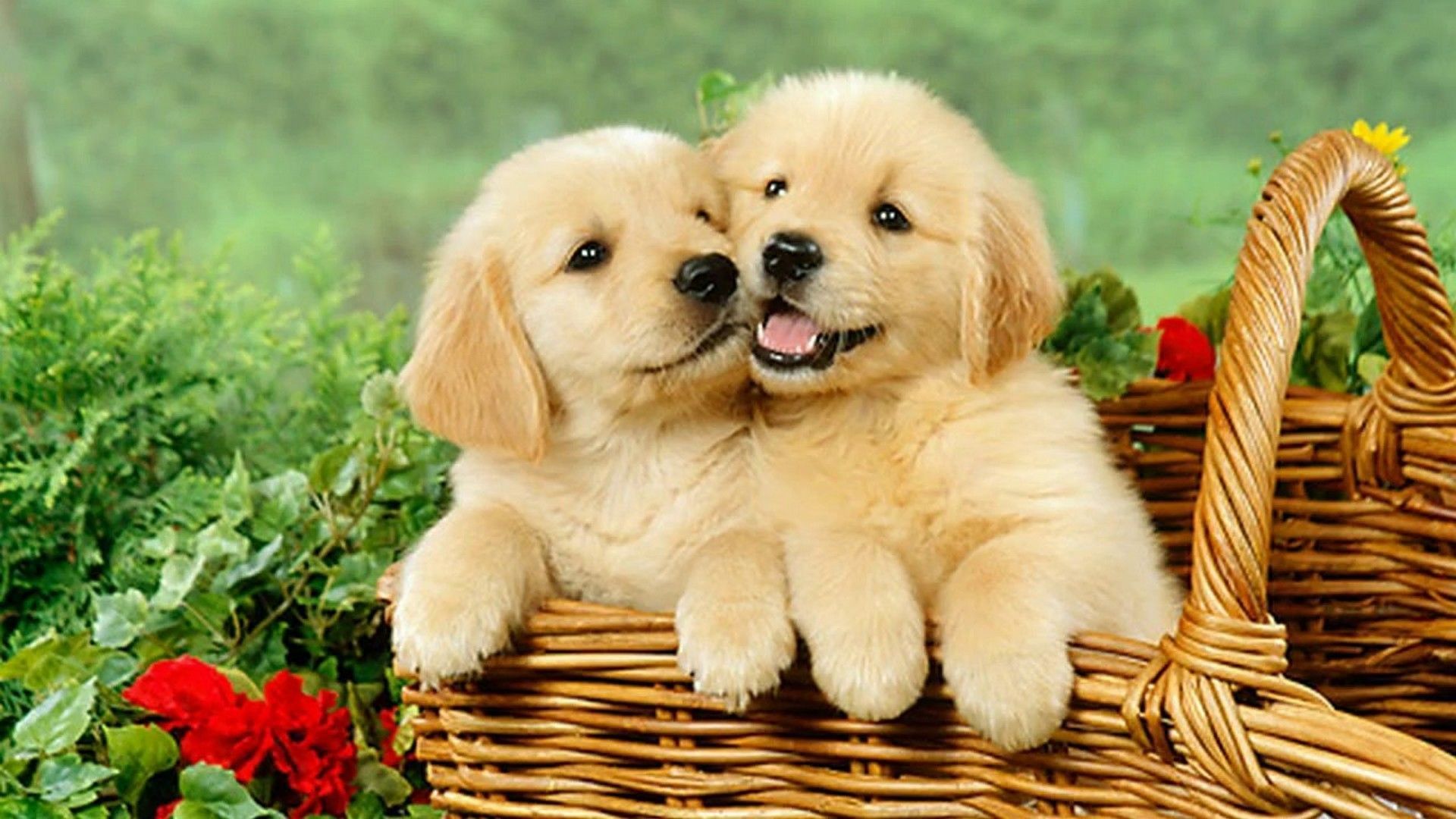 cute puppy backgrounds 0013