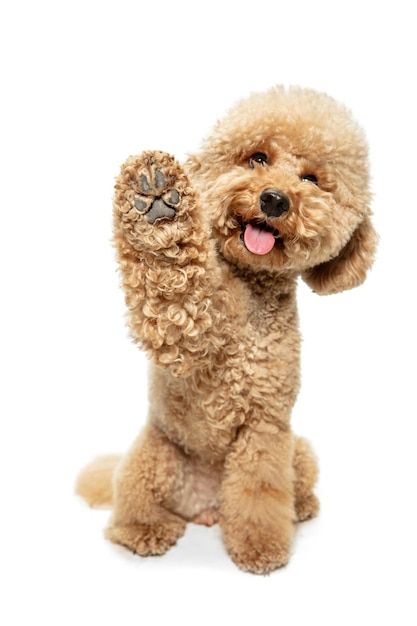 cute puppy backgrounds 0015