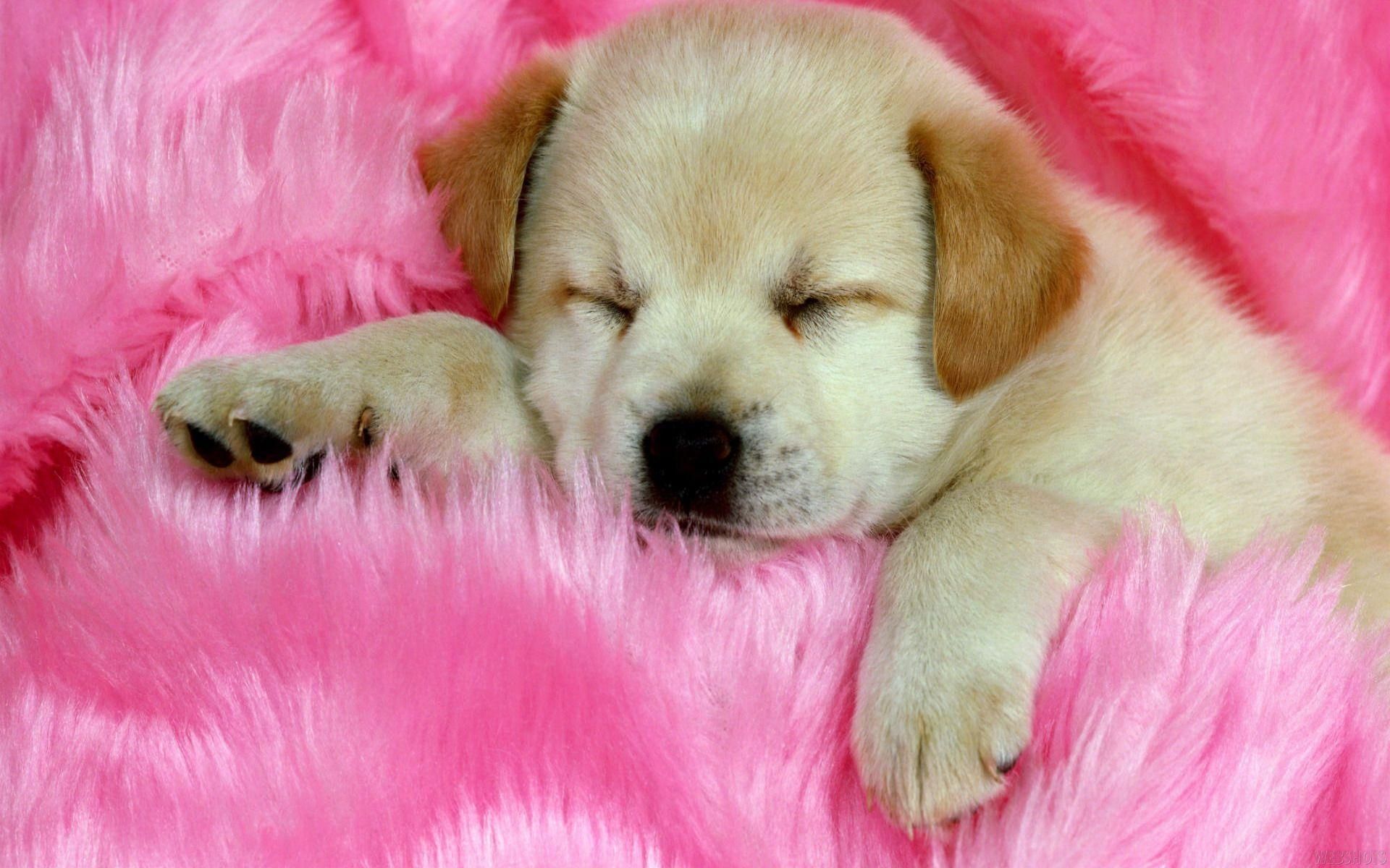 cute puppy backgrounds 0017