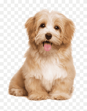 cute puppy backgrounds 0023