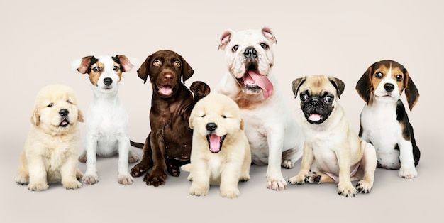 cute puppy backgrounds 0051