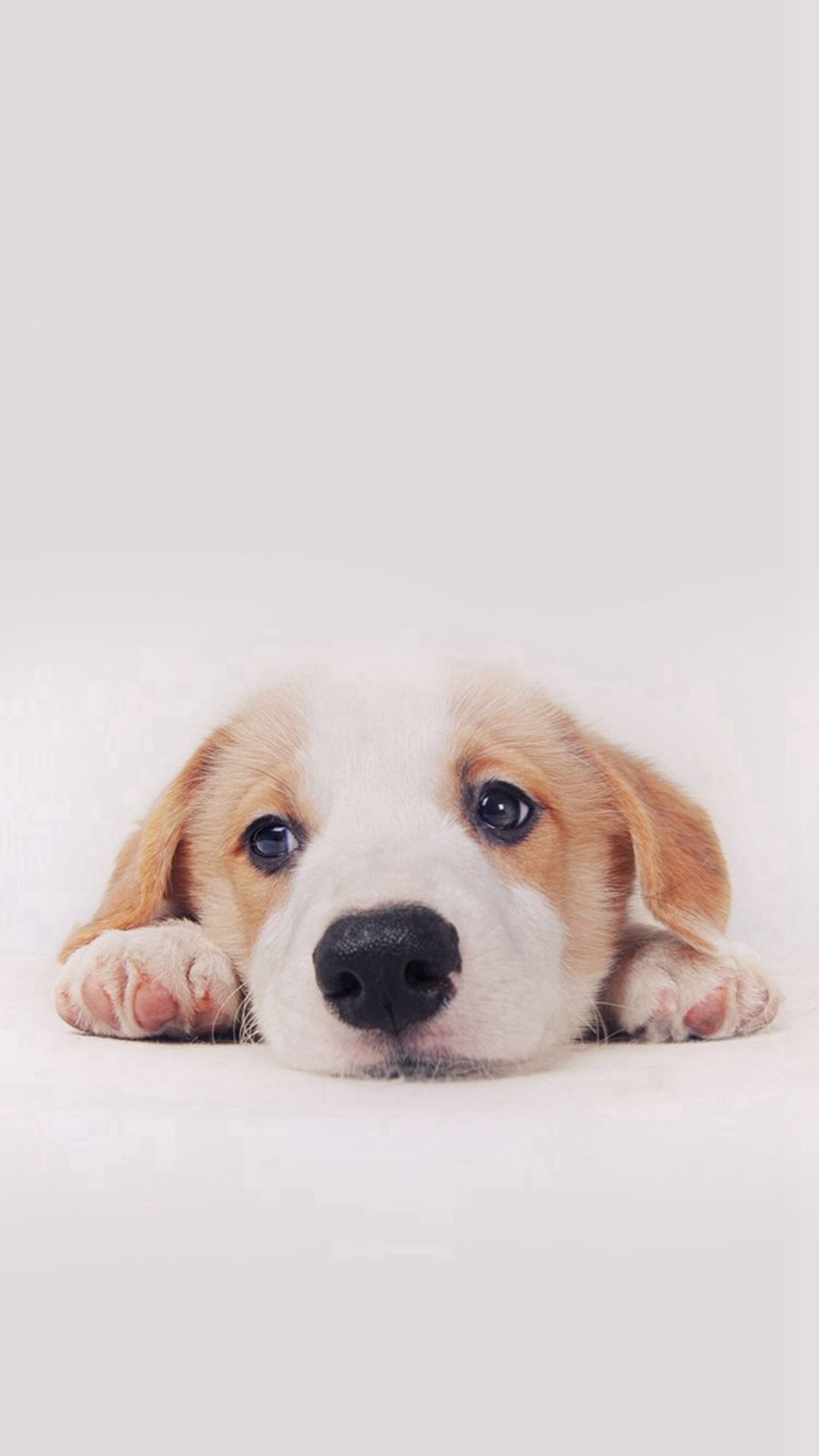 cute puppy backgrounds 0063