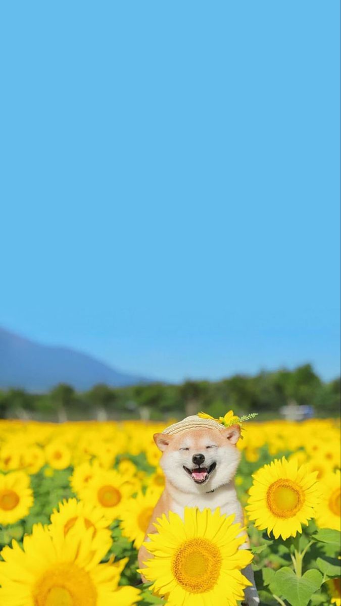 cute puppy backgrounds 0064