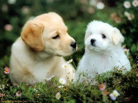 cute puppy backgrounds 0068