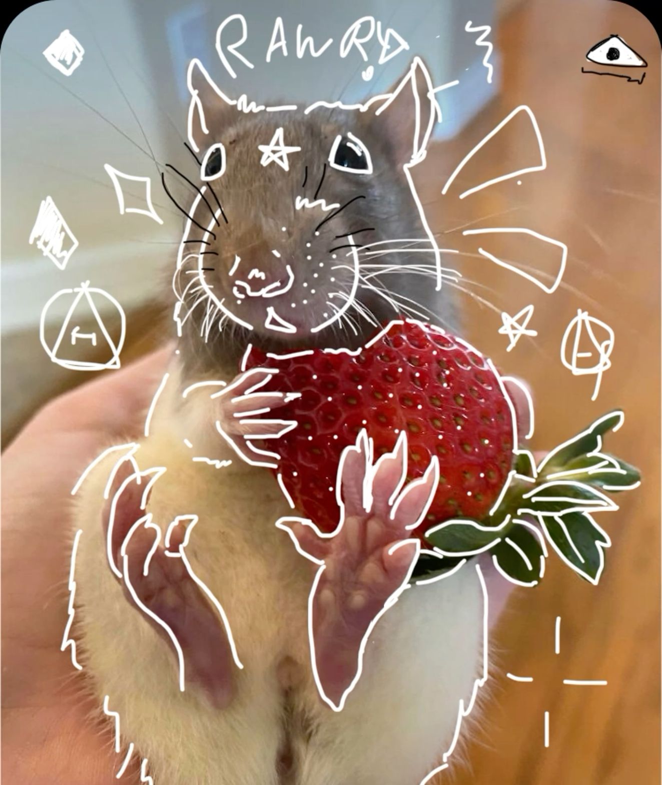 cute rat backgrounds 0011