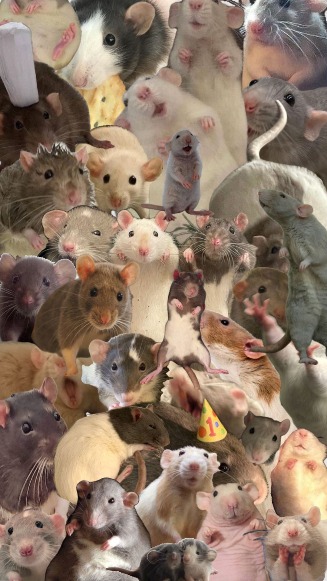 cute rat backgrounds 0012